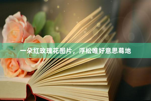 一朵红玫瑰花图片，浮松唯好意思蓦地